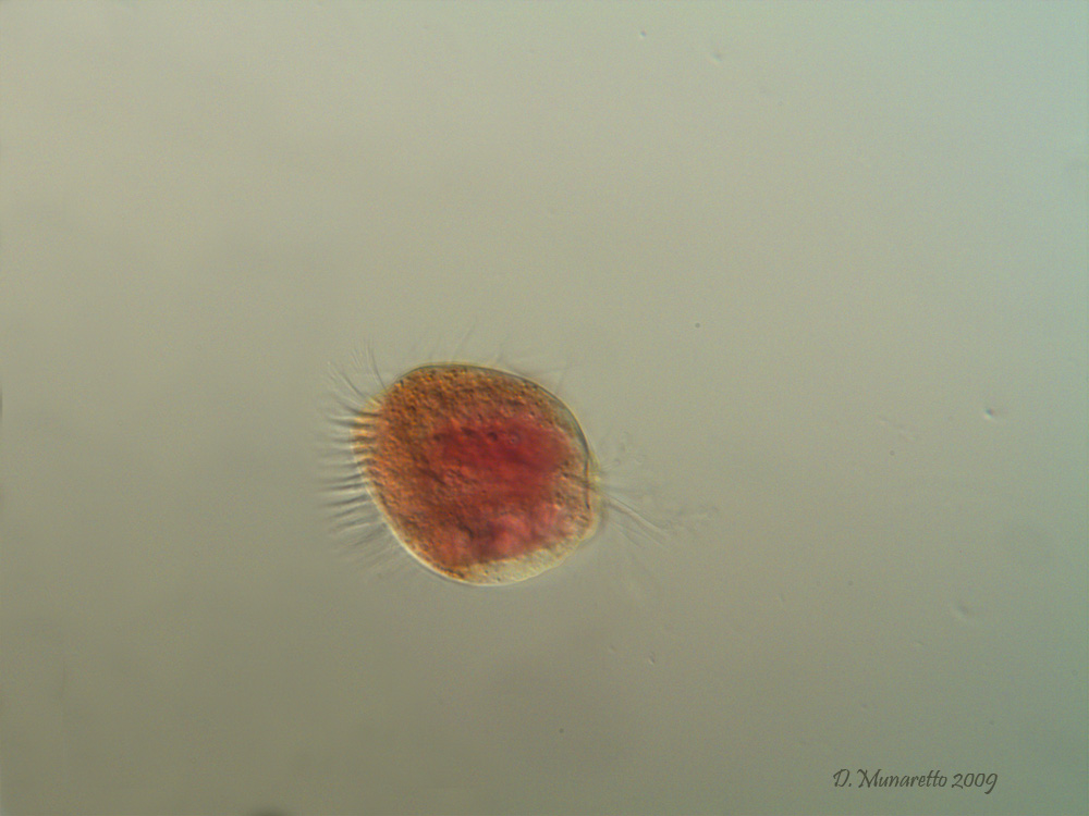 Ciliato rosso...da identificare!